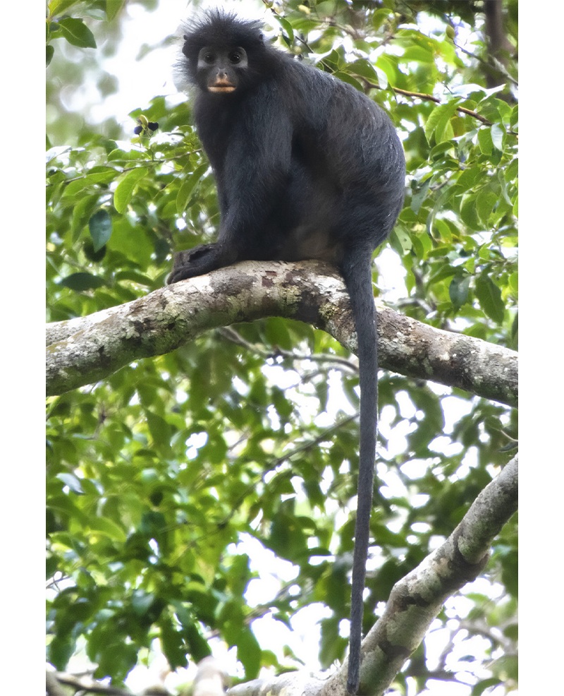 New, Orange-Lipped Monkey Discovered in Africa