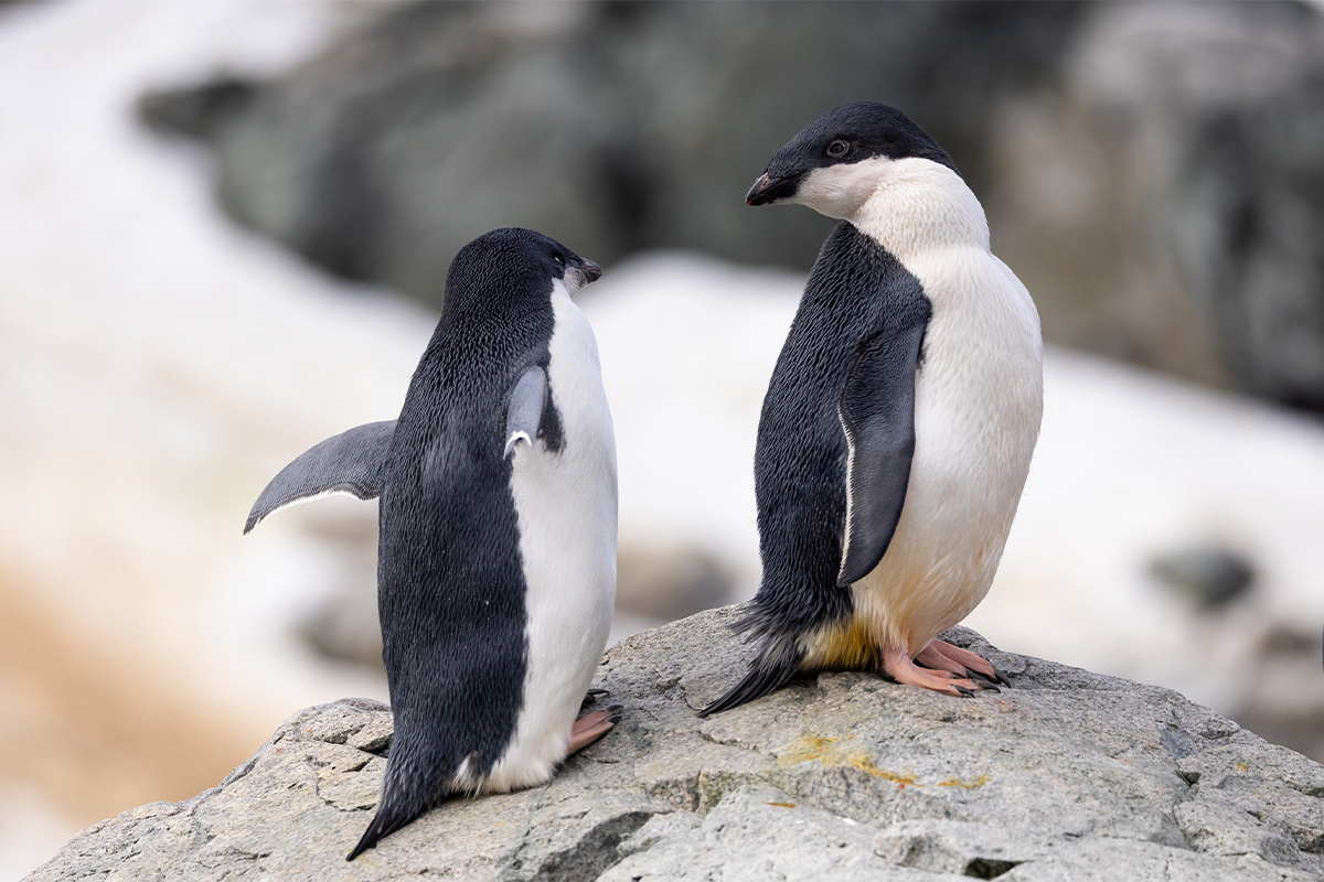What Satellite Photos of Penguin Poop Tell Us About Earth’s Health