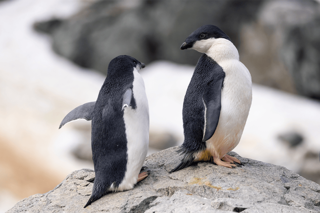 What Satellite Photos of Penguin Poop Tell Us About Earth’s Health