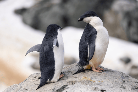 What Satellite Photos of Penguin Poop Tell Us About Earth’s Health