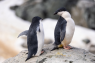 What Satellite Photos of Penguin Poop Tell Us About Earth’s Health
