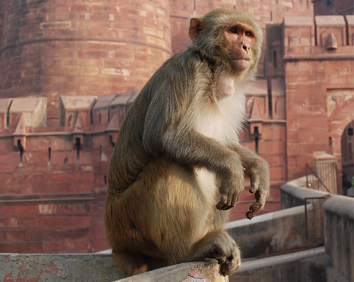 Monkeys Interpret Shapes Similarly to Humans