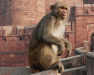 Monkeys Interpret Shapes Similarly to Humans