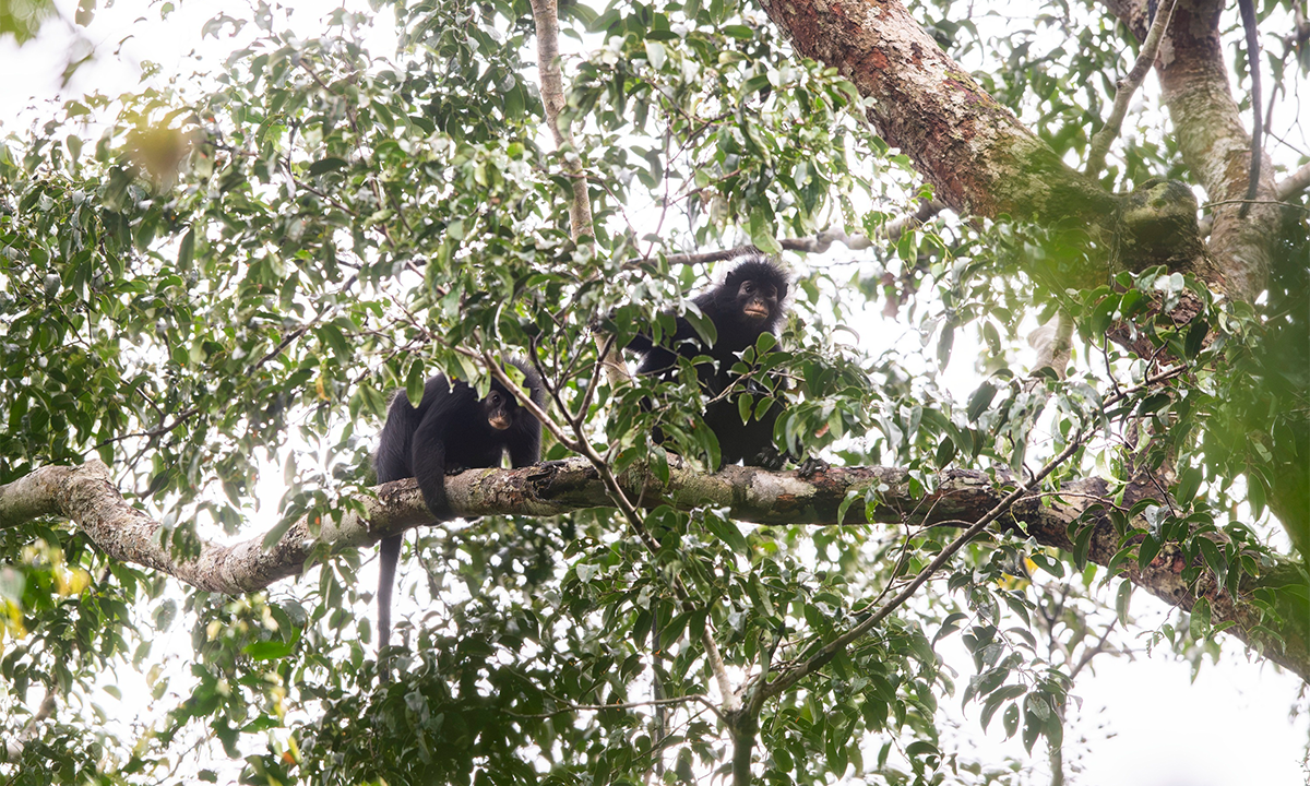 New, Orange-Lipped Monkey Discovered in Africa
