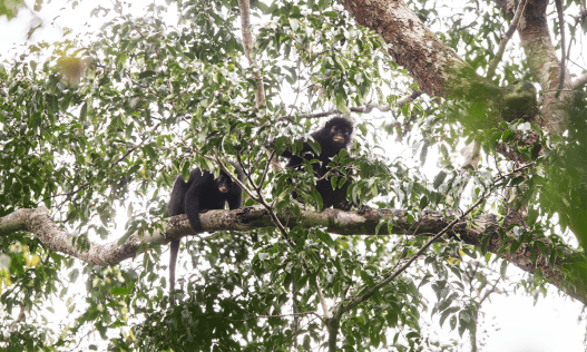 New, Orange-Lipped Monkey Discovered in Africa