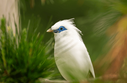 The Bird-Singing Contests That Are Fueling a Conservation Crisis