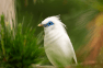 The Bird-Singing Contests That Are Fueling a Conservation Crisis