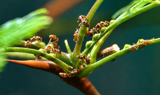 Plants and Their Ants: When Flora and Fauna Team Up