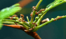 Plants and Their Ants: When Flora and Fauna Team Up
