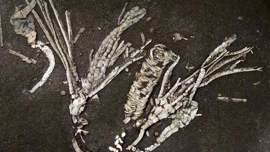 This “One-in-a-Million” Fossil Has 450-Million-Year-Old Soft Tissue