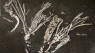 This “One-in-a-Million” Fossil Has 450-Million-Year-Old Soft Tissue