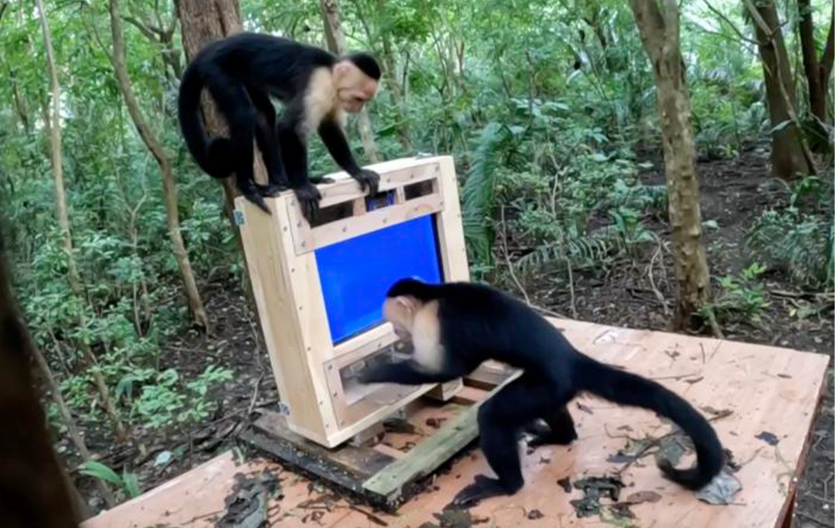 What Happens When You Put an AI-Powered Banana Casino in a Monkey Reserve?