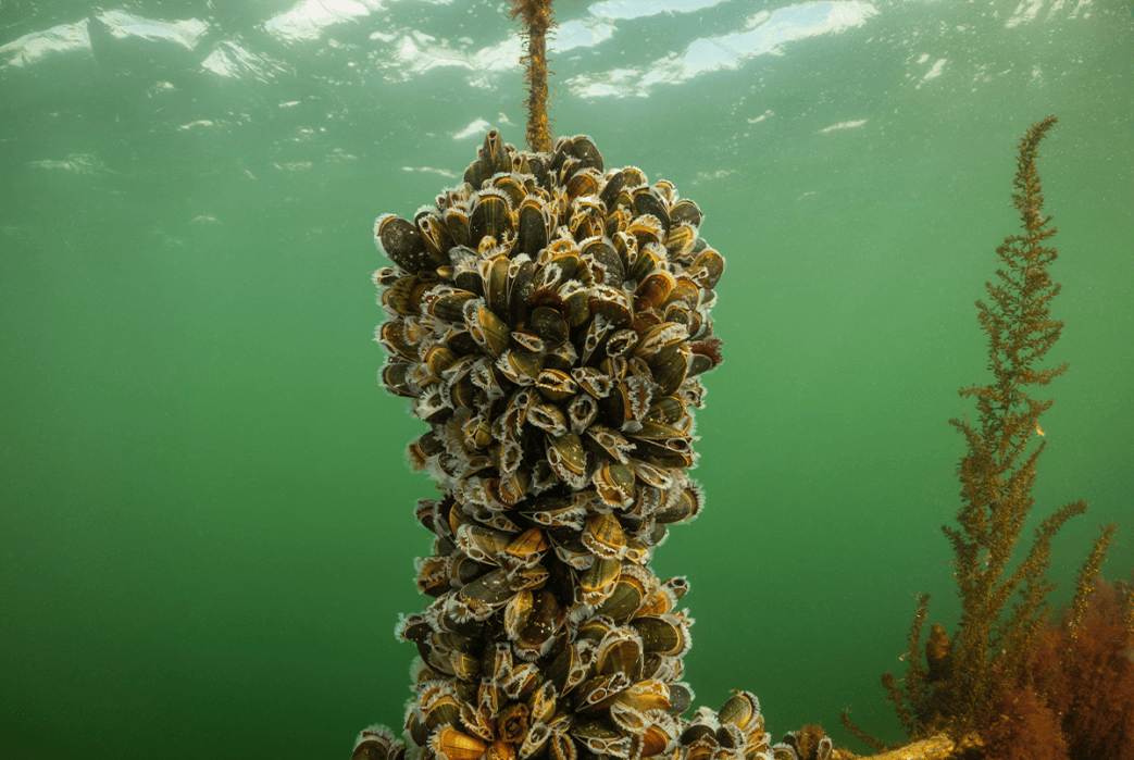 Even Mussels Get Scared