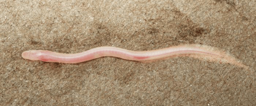 TikTok Discovered a Blind, Pale, Worm-Like Fish