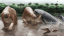 Massive Prehistoric Crocodylians Took a Brutal Approach to Hunting