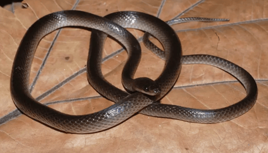 New Species of Groundsnake Named After Guns N’ Roses Guitarist and Noted Herpephile Slash