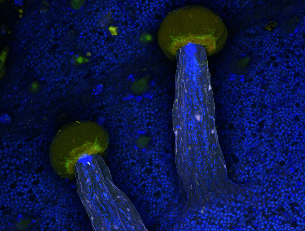 “We Wanted to Create An Experience of Microscopic Awe”: A Radical New View of Sacred Plants