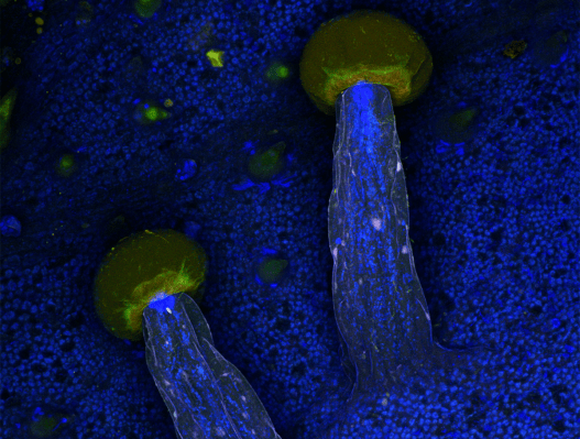 “We Wanted to Create An Experience of Microscopic Awe”: A Radical New View of Sacred Plants