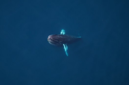 In Photos: The Sea Creatures Lurking Off the Shores of Nantucket