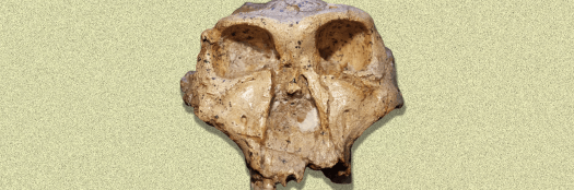 Why It Might Be Time to Rethink the Human Family Tree