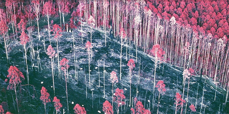 Researchers Return to a Forgotten Forest Experiment 30 Years Later