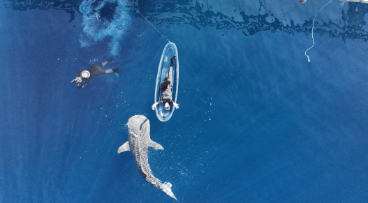No One Knows How Whale Sharks Give Birth—But This Neonatal Shark Discovery Provides Some Clues