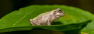 Female Treefrogs Get Overwhelmed by Too Many Noisy Male Suitors
