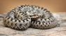 How Vipers Got Their Venom