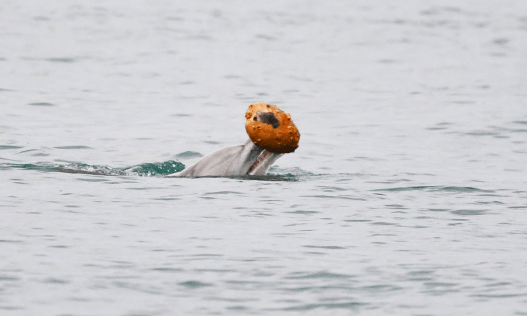 Watch: Australian Dolphin Filmed Catching Fish with Shells