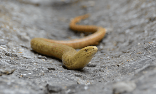 Our Ancient Ancestors in the Middle East Loved Dining on Lizards and Snakes