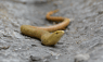Our Ancient Ancestors in the Middle East Loved Dining on Lizards and Snakes