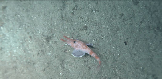 Watch This Shrimp-Like Fish Walk Backwards