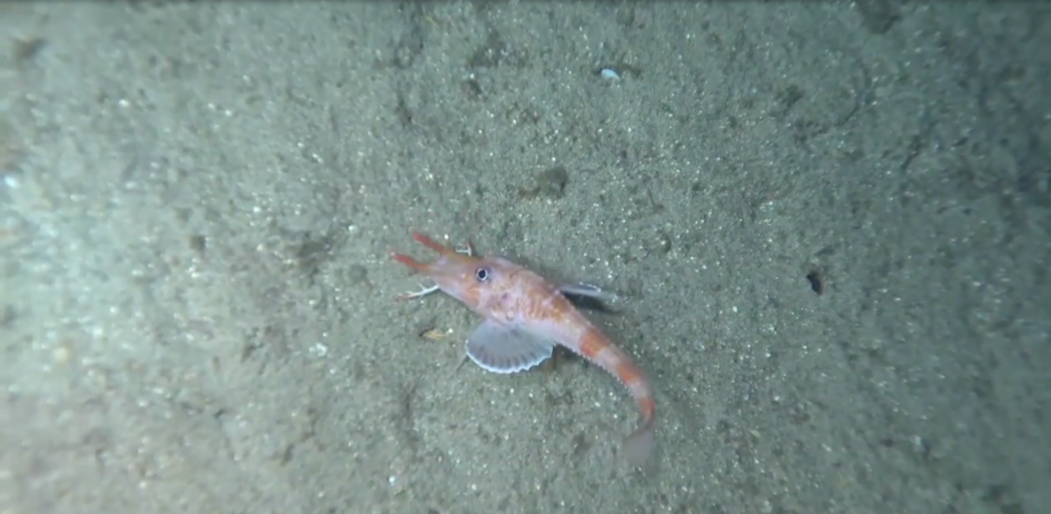 Watch This Shrimp-Like Fish Walk Backwards