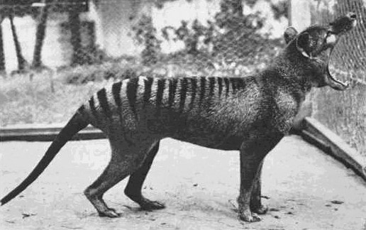 The Extinct Tasmanian Tiger’s Bite Was Unlike Any Other Predatory Mammal’s