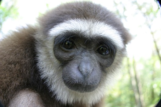 The Gibbon’s Gaze: A Mirror Into the Human Mind