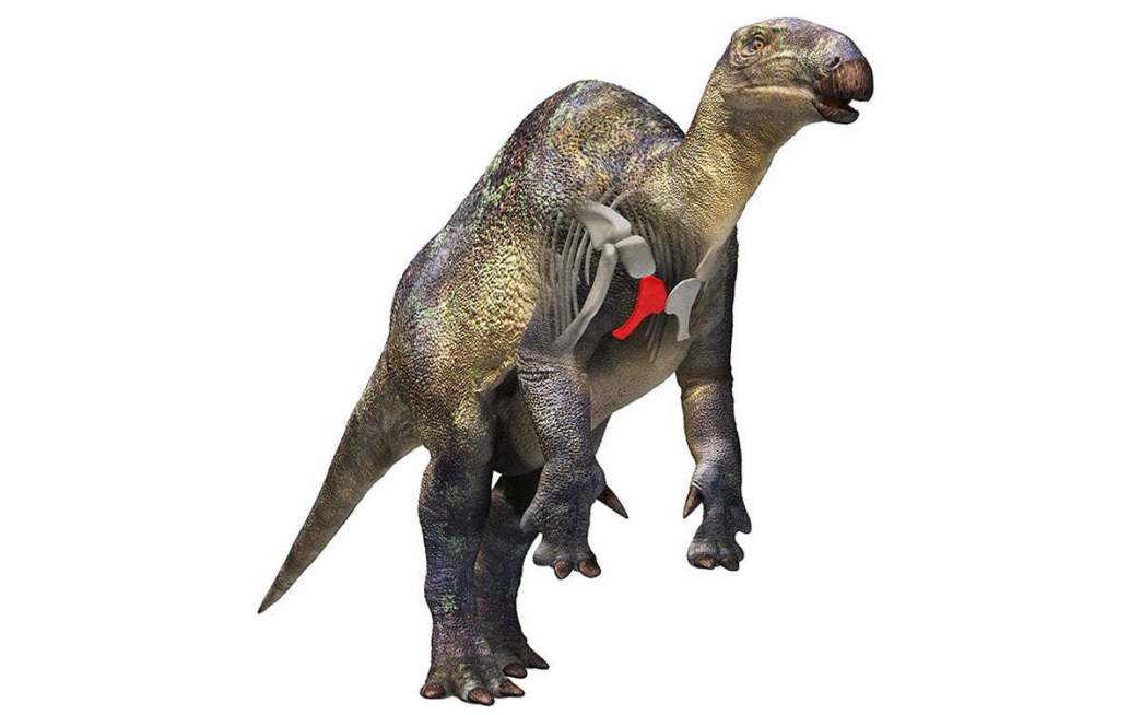 Small Iguanodon Fossil Sheds Light on Dino Diversity