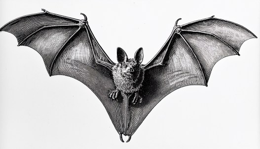 What’s the Secret to Bats’ Super Longevity?