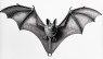 What’s the Secret to Bats’ Super Longevity?
