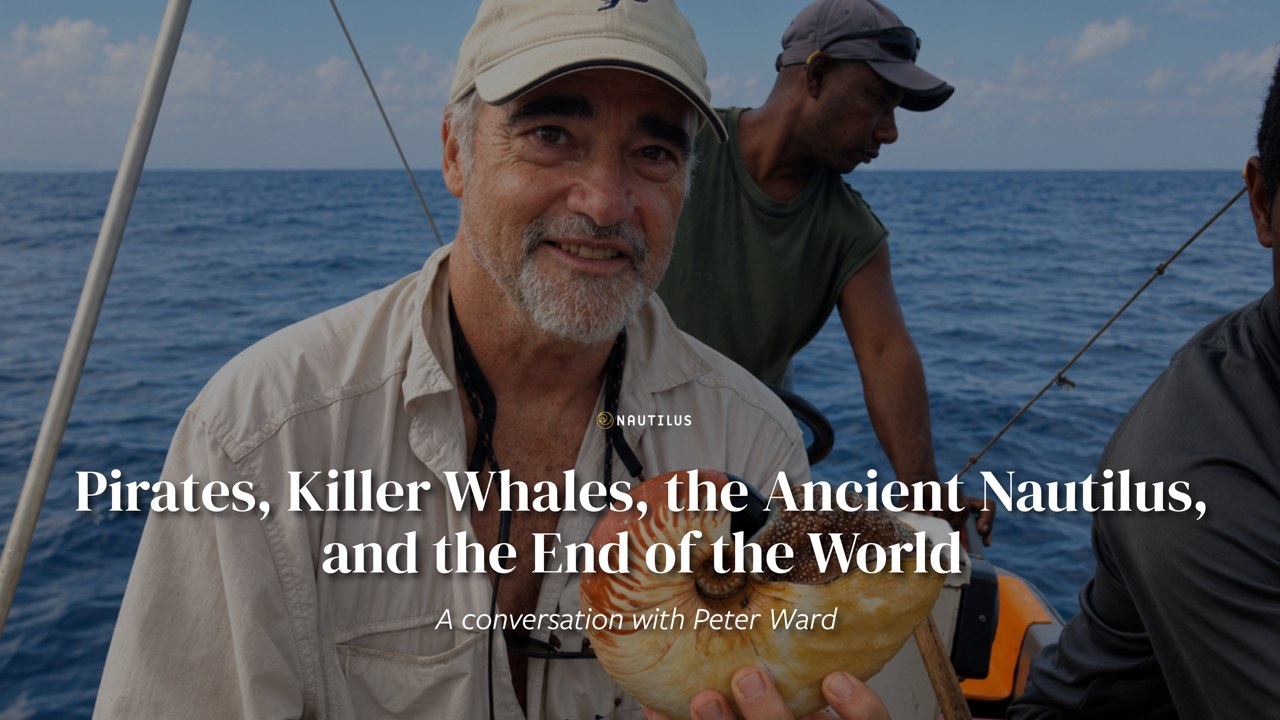 Pirates, Killer Whales, the Ancient Nautilus, and the End of the World