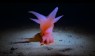 What Do You Know About the Deep-Sea Barbie Pig?