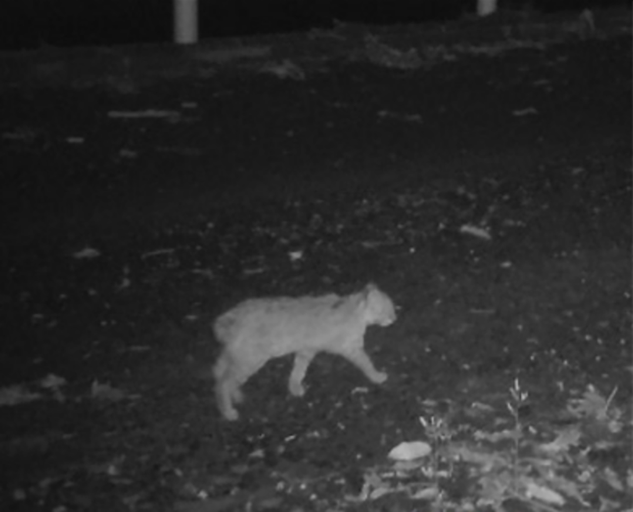 Why the Discovery of the First Short-Tailed Tsushima Leopard Cat Worried Researchers
