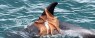 Why is This Octopus Hitching a Ride on a Dolphin?