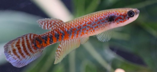 A Striking New Fish Species Discovered in Amazon