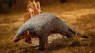 Pangolins Are Some of the Most Illegally Trafficked Animals on the Planet. A Rediscovered Species Could Help