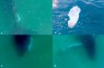 Humpback Whales Grieve for Lost Offspring, Video Evidence Shows