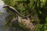 Here’s How Fast An Adult Tyrannosaurus Rex Walked