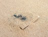 Why Some Ants are Lazy Freeloaders
