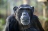 Why Do Male Chimpanzees Throw Rocks at the Same Trees for More Than a Decade?