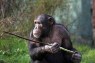 Chimps Hand Down Tools Across Generations