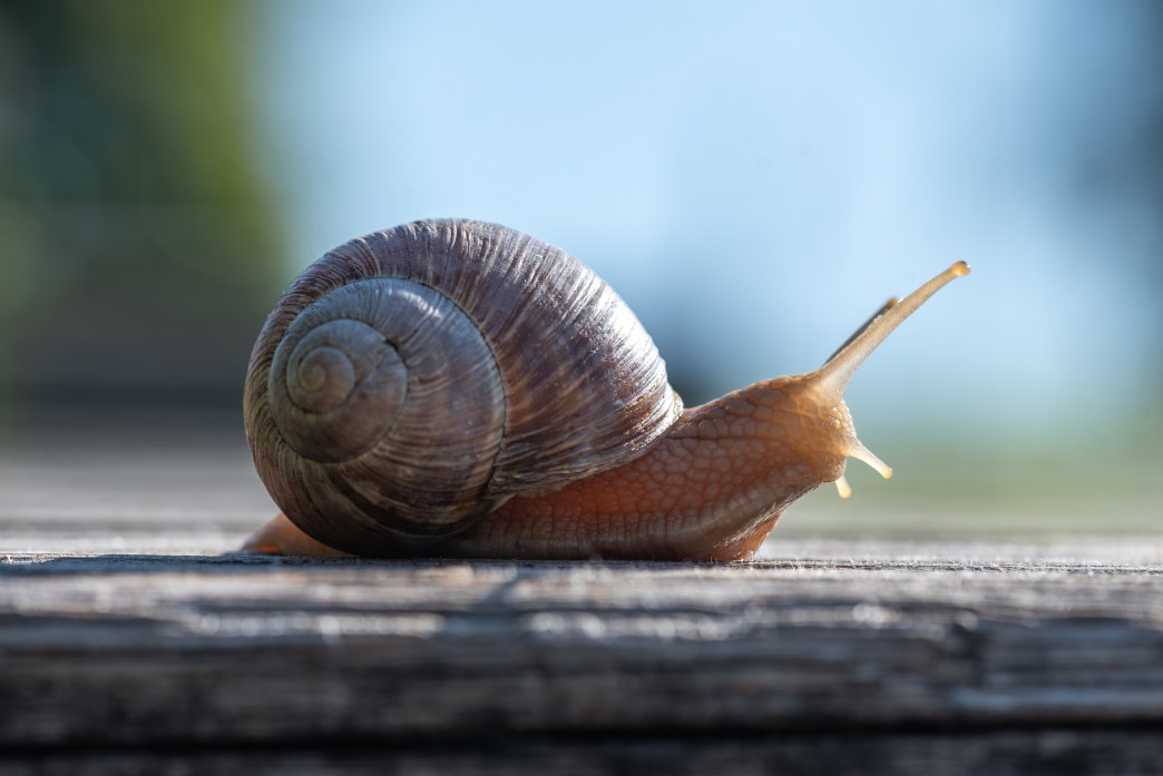 How Snail Shells Could Be Used to Map Prehistoric Cyclones